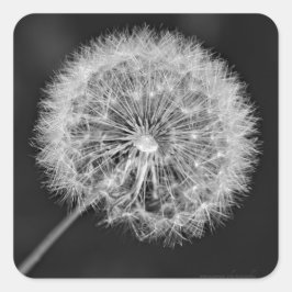 Toon aan zaad vierkante sticker