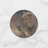 toony Capibarah Confetti (Kleine voorkant)