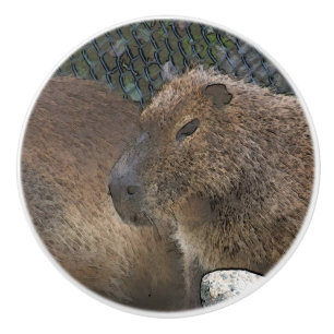 toony Capibarah Keramische Knop