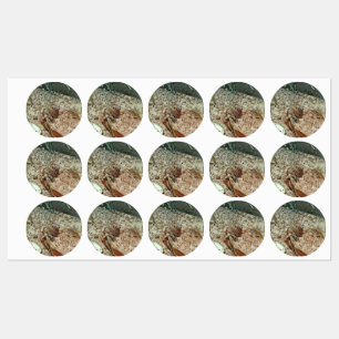 Toony dwergmuizen labels