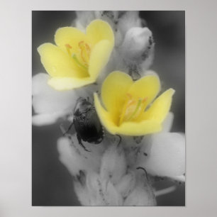 Toortsbloem Met Kever Gedeeltelijke Kleur Poster