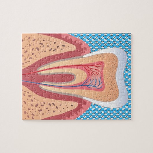 TOOTH STRUCTURE LEGPUZZEL (Horizontaal)