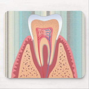 TOOTH STRUCTURE MUISMAT