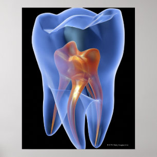 Tooth, transparante dwarsdoorsnede van een Molar Poster
