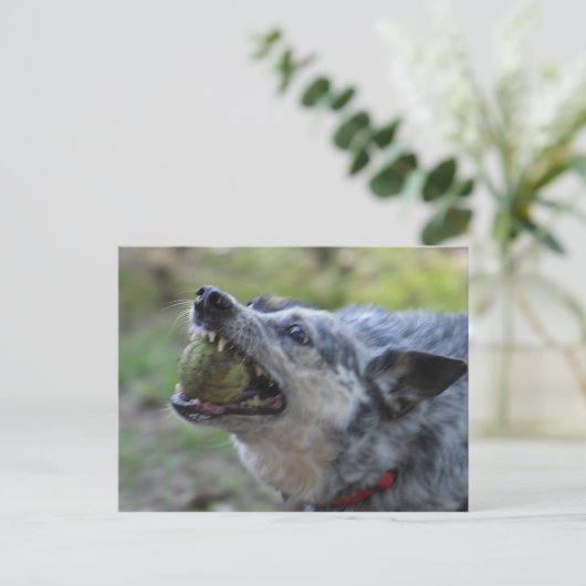 Toothy Ball Briefkaart (Staand voorkant)