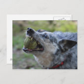 Toothy Ball Briefkaart (Voorkant / Achterkant)