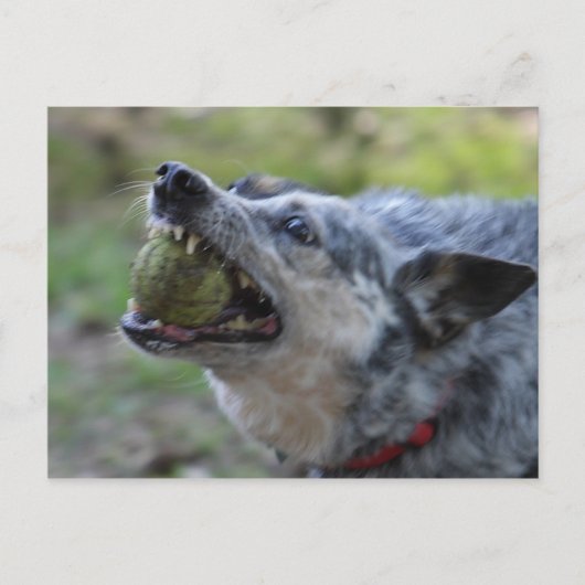 Toothy Ball Briefkaart (Voorkant)