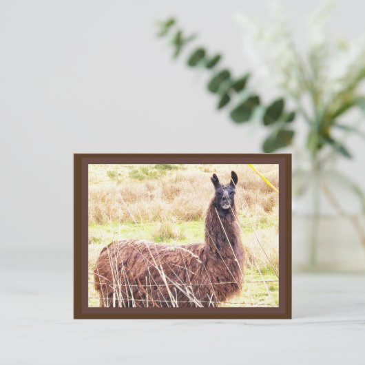 Toothy Lama Briefkaart (Staand voorkant)