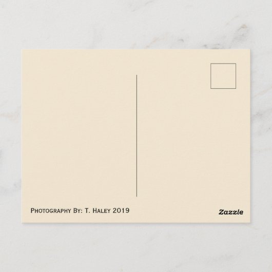 Toothy Lama Briefkaart (Achterkant)