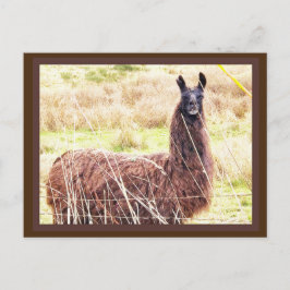 Toothy Lama Briefkaart