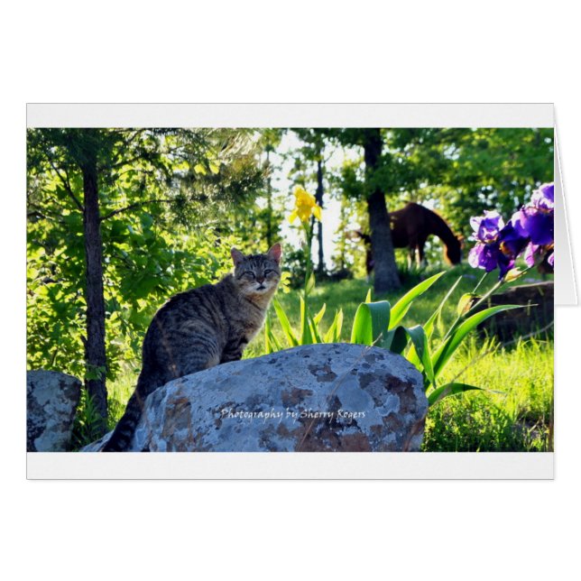 ~Top cat op Rock~ (Voorkant Horizontaal)
