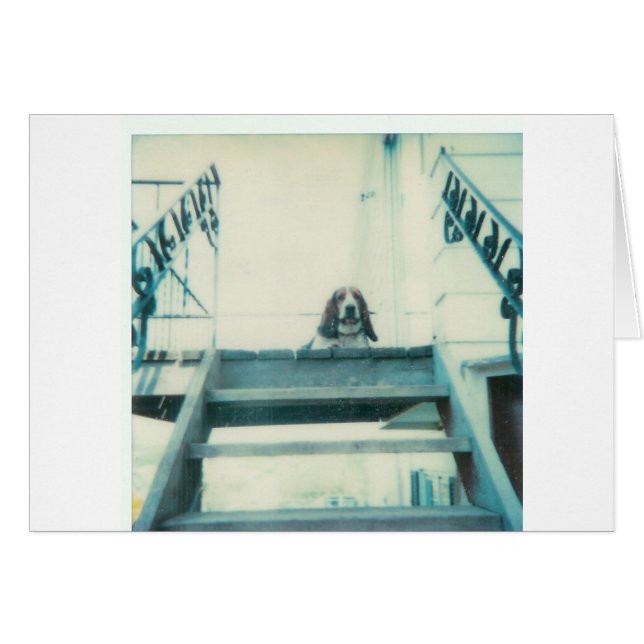 Top_Dog (Voorkant Horizontaal)