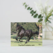 Top Hat Friesians Briefkaart (Staand voorkant)