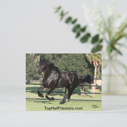 Top Hat Friesians Briefkaart (Staand voorkant)