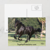 Top Hat Friesians Briefkaart (Voorkant / Achterkant)