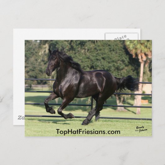 Top Hat Friesians Briefkaart (Voorkant / Achterkant)