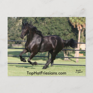 Top Hat Friesians Briefkaart