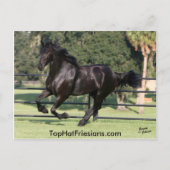 Top Hat Friesians Briefkaart (Voorkant)