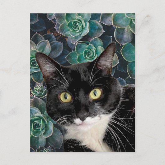 Top Kat Ansichtkaart Briefkaart (Voorkant)