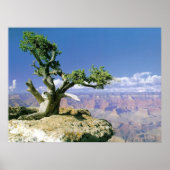 Top O' The Canyon Poster (Voorkant)