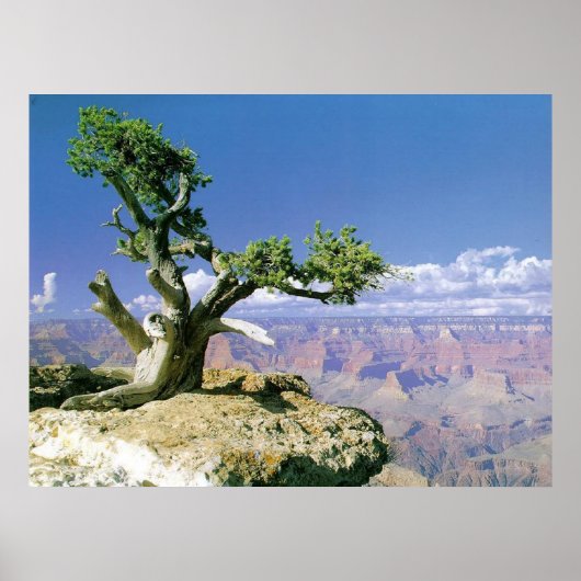 Top O' The Canyon Poster (Voorkant)