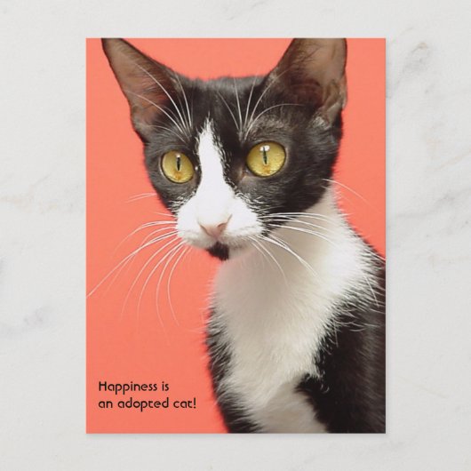 Topenga - Geluk is een geadopteerde kat! Briefkaar Briefkaart (Voorkant)