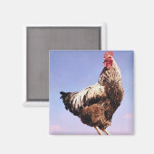 Tophaan Magneet (Voorkant / Achterkant)