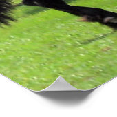 TopHatFriesians.com Poster (Hoek)