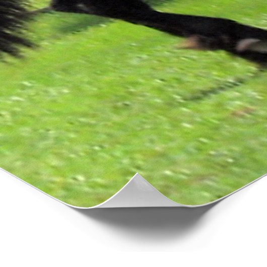 TopHatFriesians.com Poster (Hoek)