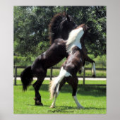 TopHatFriesians.com Poster (Voorkant)