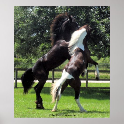 TopHatFriesians.com Poster (Voorkant)