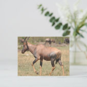 Topi (Antelope) in Serengeti Briefkaart (Staand voorkant)