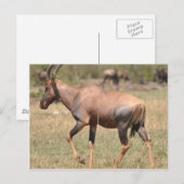 Topi (Antelope) in Serengeti Briefkaart (Voorkant / Achterkant)