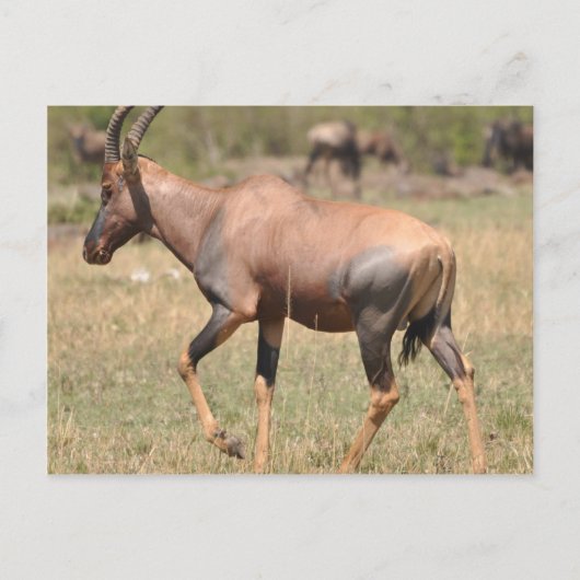 Topi (Antelope) in Serengeti Briefkaart (Voorkant)