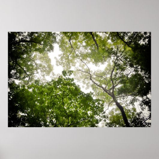 Topjes in de Blue Ridge Mountains Poster (Voorkant)