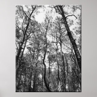 Topjes van bomen (b/w) poster