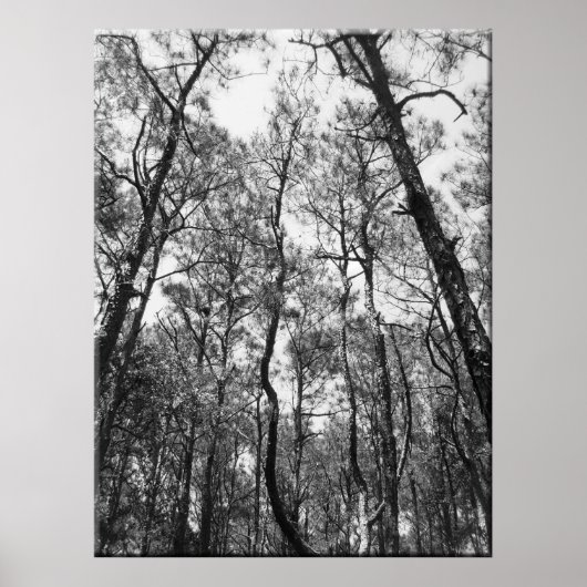 Topjes van bomen (b/w) poster (Voorkant)