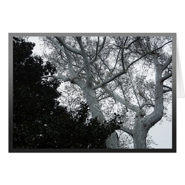 Topjes van zwarte en witte bomen (Voorkant Horizontaal)