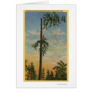Topping Giant Spruce voor 200 ft. Zeilen