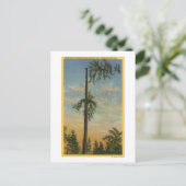 Topping Giant Spruce voor 200 ft. Zeilen Briefkaart (Staand voorkant)