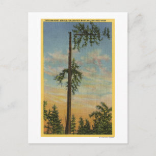 Topping Giant Spruce voor 200 ft. Zeilen Briefkaart