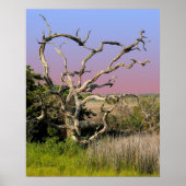 Topsail Island Beach Tree Poster (Voorkant)