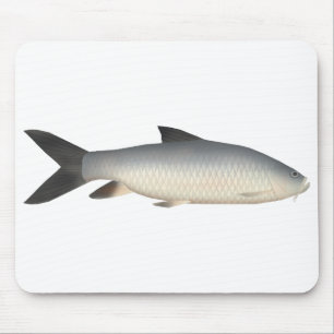 Tor Mahseer Muismat
