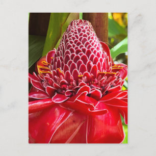Torch Ginger Briefkaart