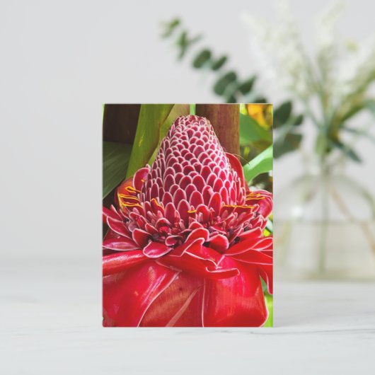 Torch Ginger Briefkaart (Staand voorkant)