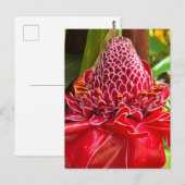 Torch Ginger Briefkaart (Voorkant / Achterkant)