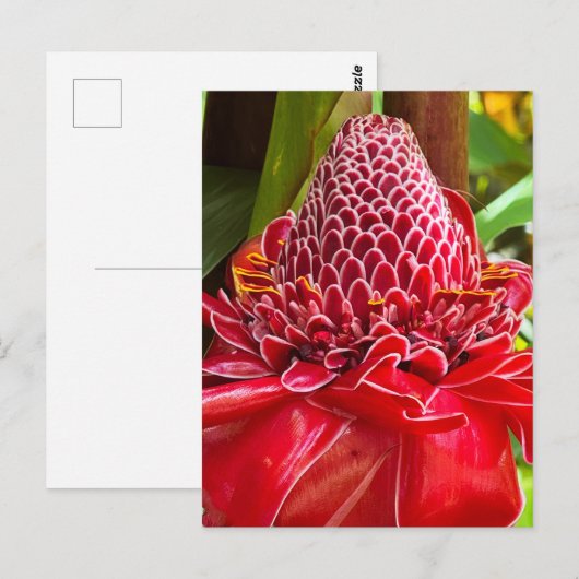 Torch Ginger Briefkaart (Voorkant / Achterkant)