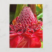 Torch Ginger Briefkaart (Voorkant)