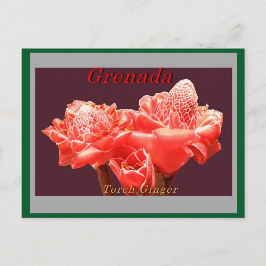 Torch Ginger Briefkaart (Voorkant)