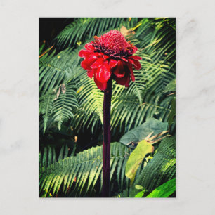 Torch Ginger Briefkaart